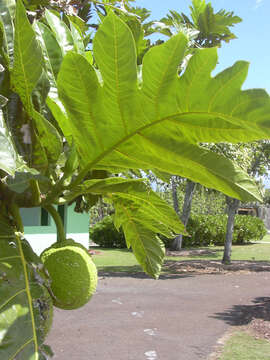 Image of Breadfruit Tree