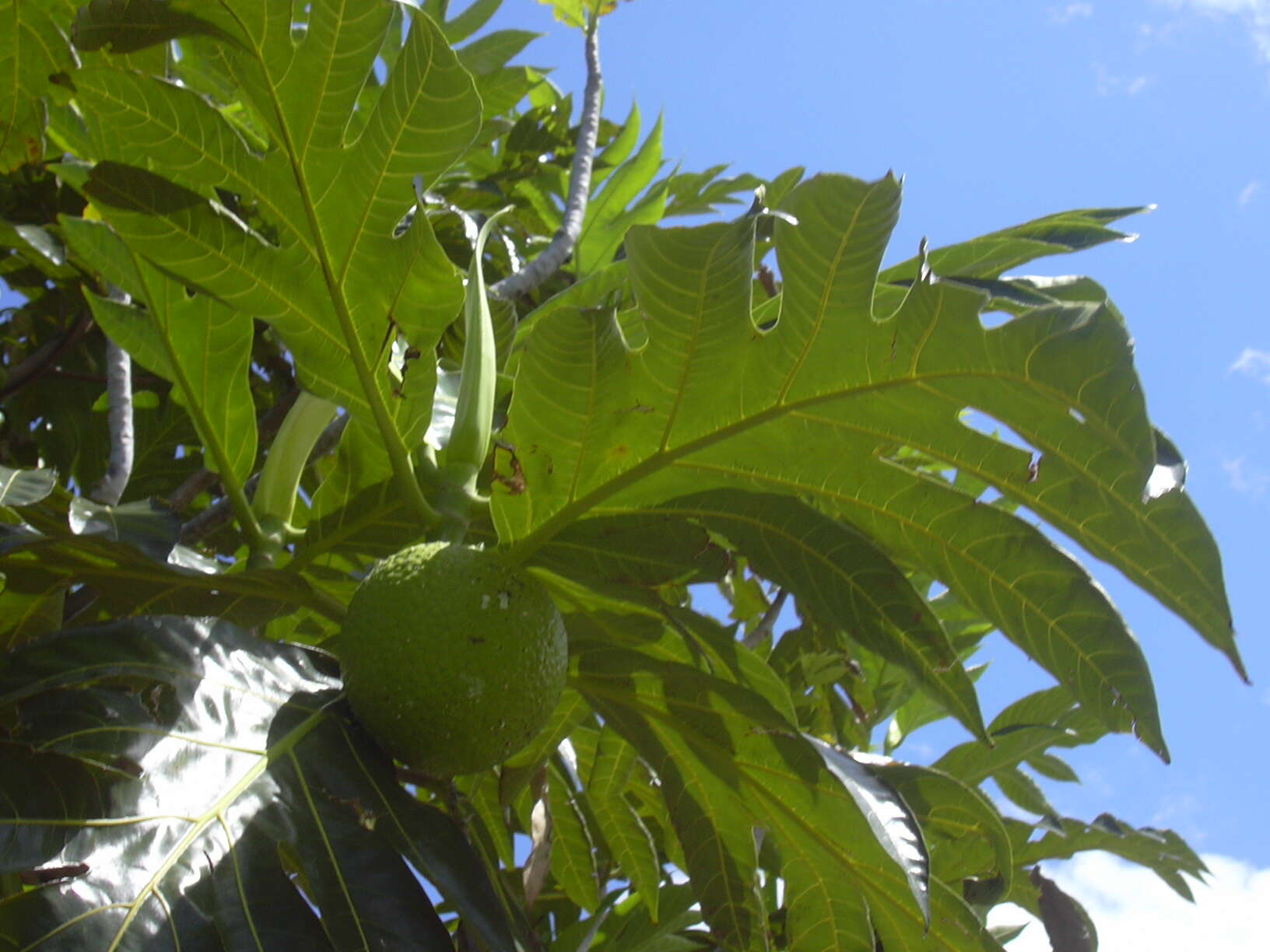 Image of Breadfruit Tree