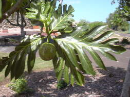 Image of Breadfruit Tree