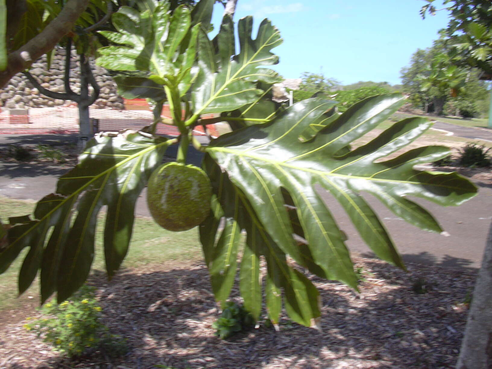 Image of Breadfruit Tree