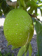 Image of Breadfruit Tree