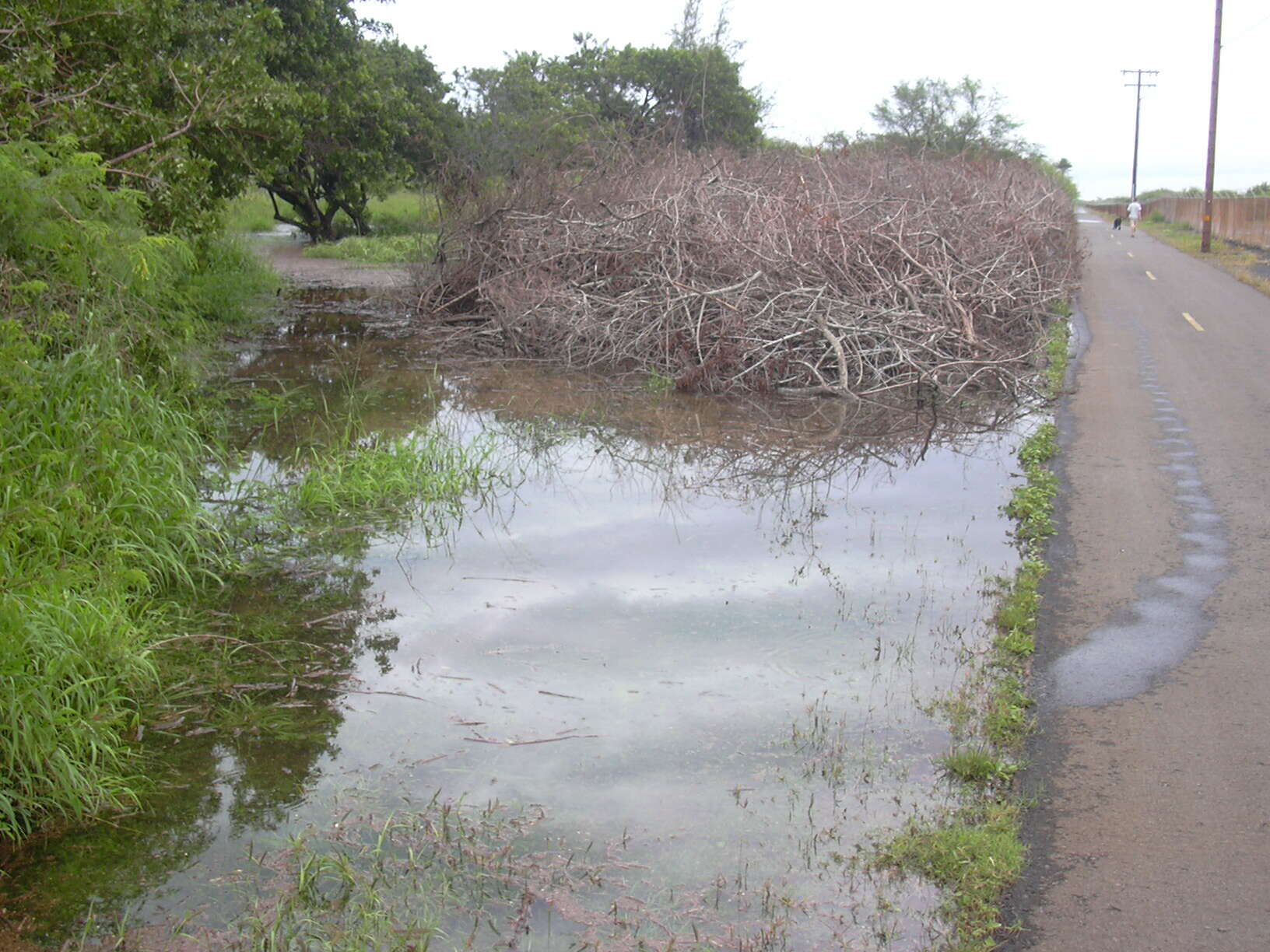 Plancia ëd Schinus terebinthifolia Raddi