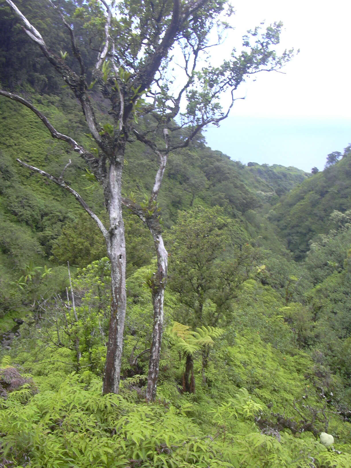 Image de Dicranopteris linearis (Burm. fil.) Underw.