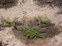 Image of Oahu riverhemp