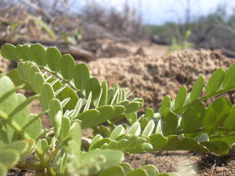 Image of Oahu riverhemp