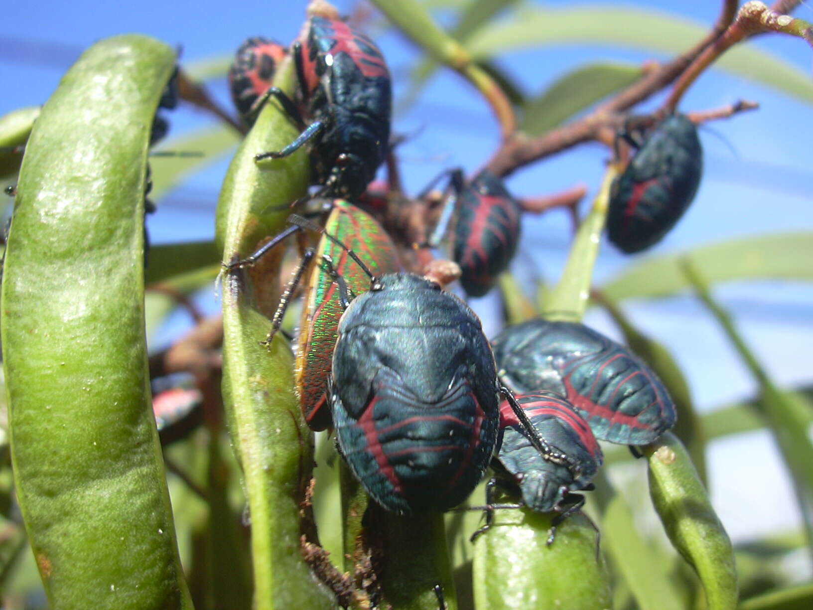 Coleotichus blackburniae White 1881 resmi