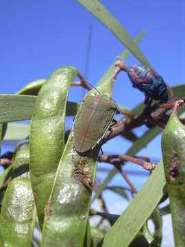 Coleotichus blackburniae White 1881 resmi