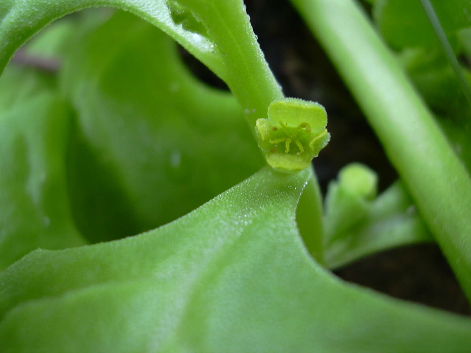 Image of New Zealand spinach