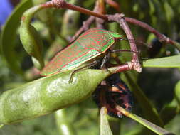 Coleotichus blackburniae White 1881 resmi