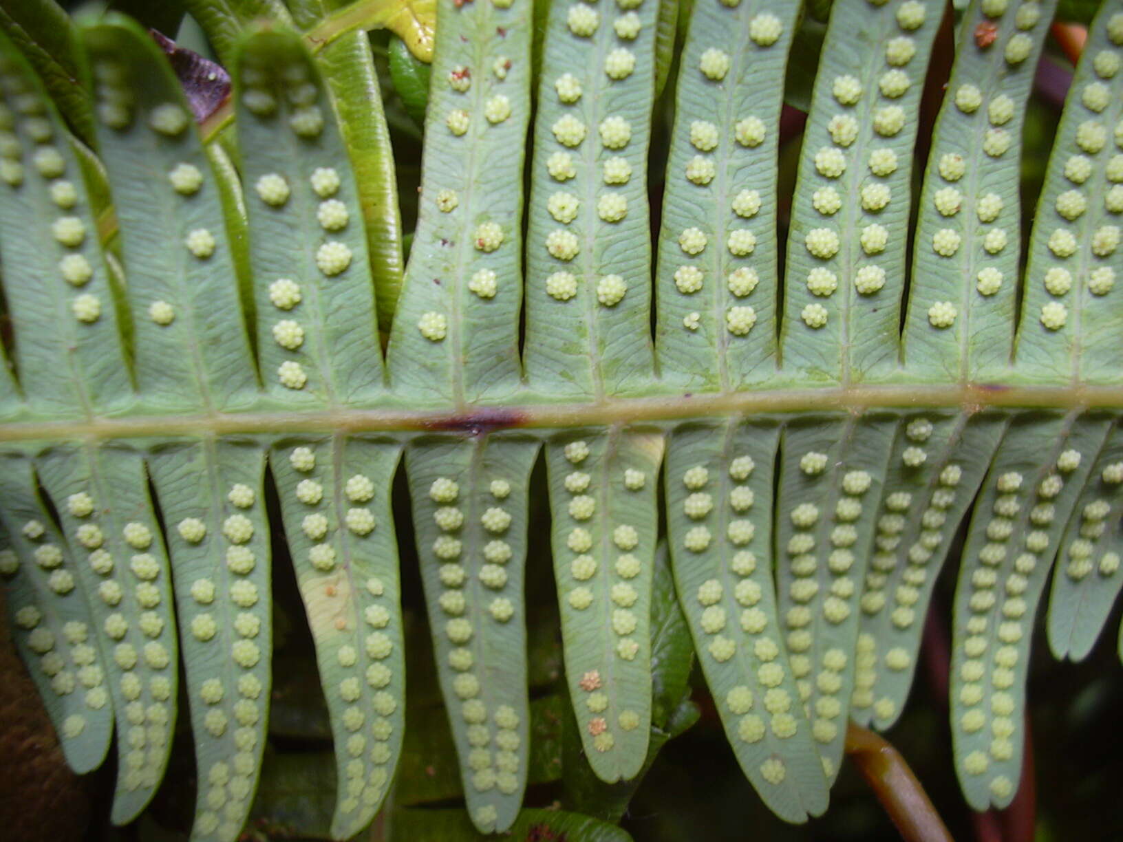 Image of Old World forkedfern