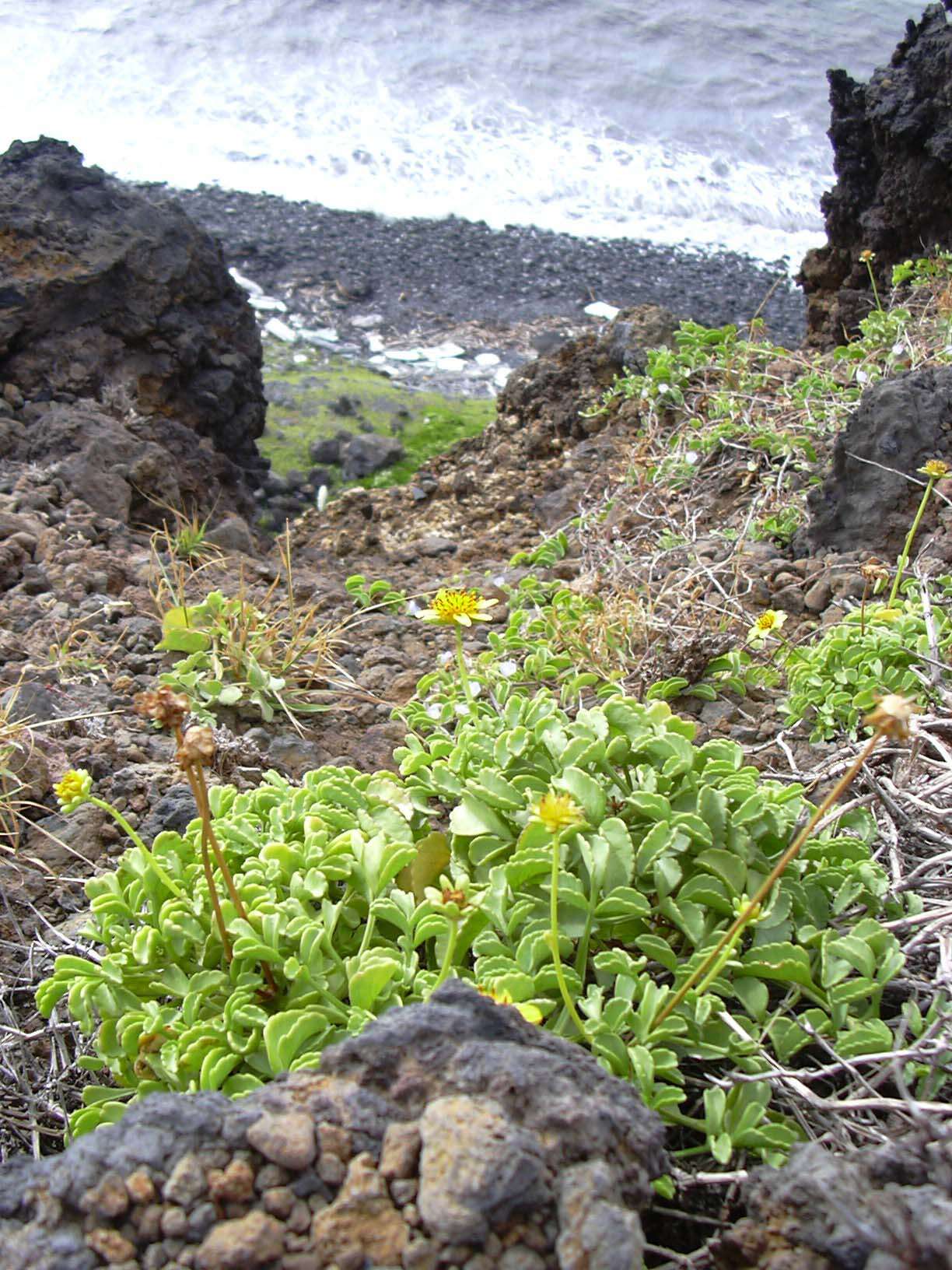 Image of Maui beggarticks