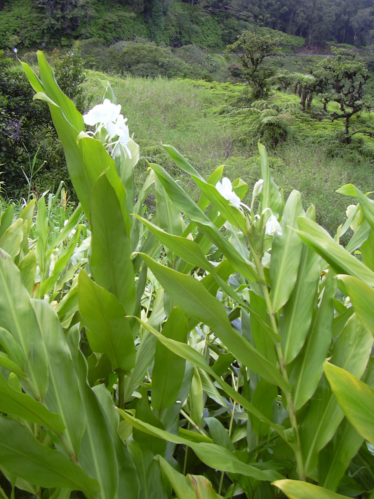 Imagem de Hedychium coronarium J. Koenig