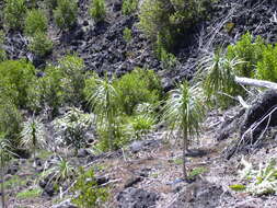 Plancia ëd Dracaena rockii (H. St. John) Jankalski