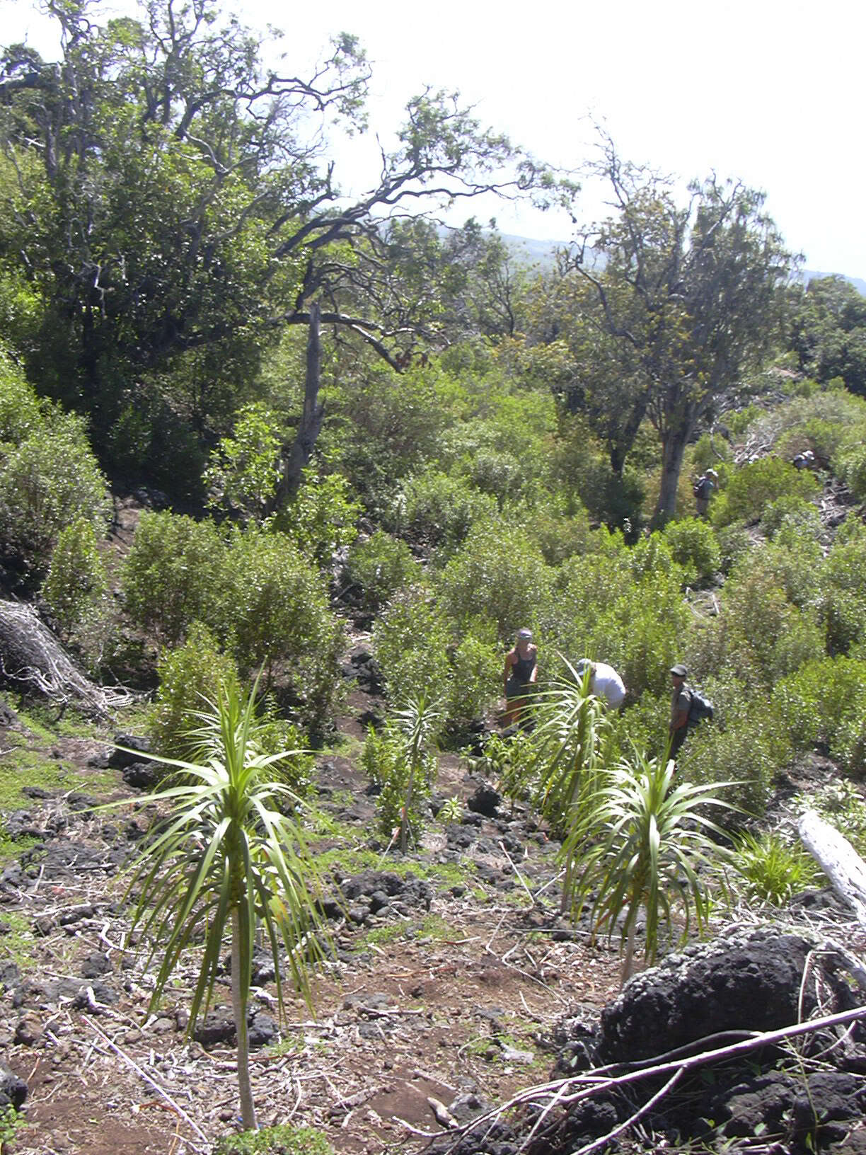 Plancia ëd Dracaena rockii (H. St. John) Jankalski