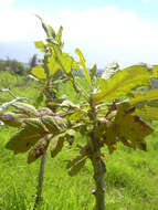 Image of parrotweed