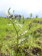 Imagem de Asplenium adiantum-nigrum L.