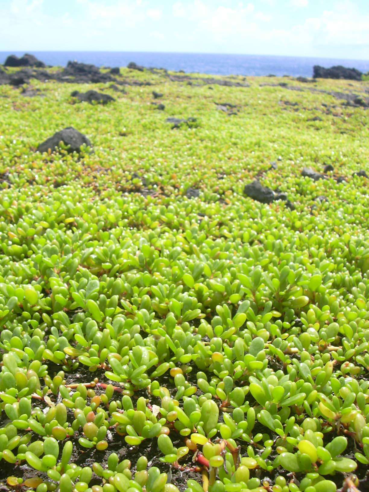 Plancia ëd Sesuvium portulacastrum (L.) L.