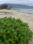 Image of New Zealand spinach