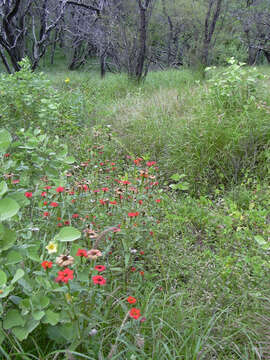 Image of Peruvian zinnia