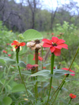 Image of Peruvian zinnia