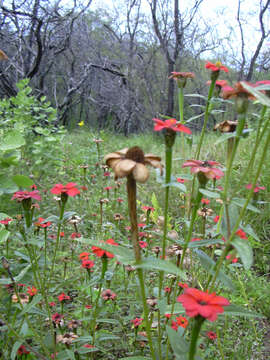 Image of Peruvian zinnia