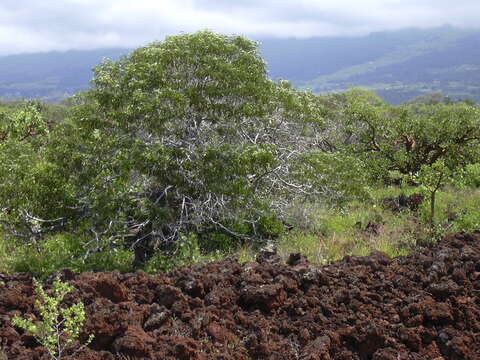 Image of koaoha