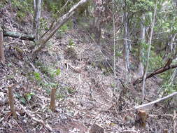 Imagem de Cordyline fruticosa (L.) A. Chev.