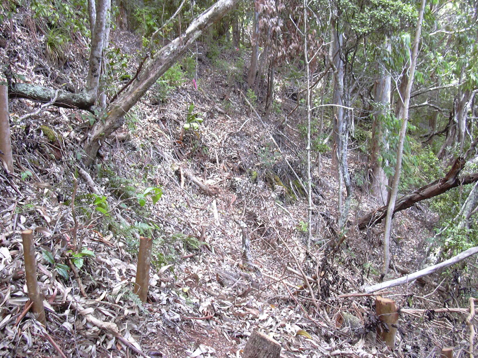 Imagem de Cordyline fruticosa (L.) A. Chev.