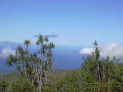 Plancia ëd Dracaena rockii (H. St. John) Jankalski