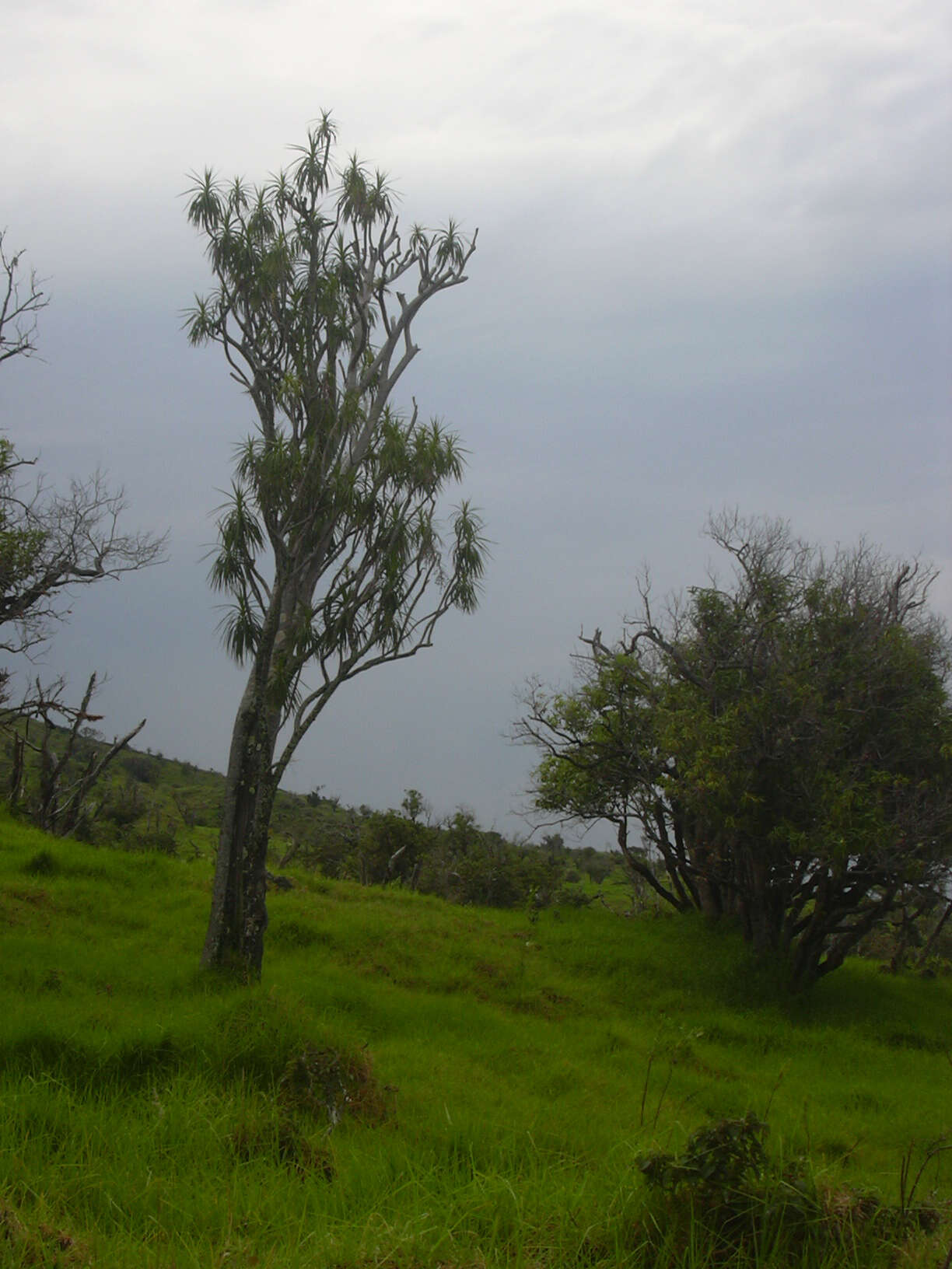 Plancia ëd Dracaena rockii (H. St. John) Jankalski