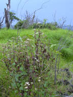 صورة Ageratina adenophora (Spreng.) R. King & H. Rob.