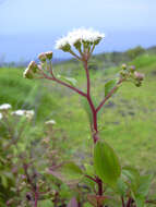 صورة Ageratina adenophora (Spreng.) R. King & H. Rob.