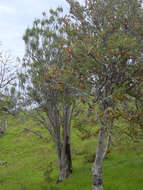 Plancia ëd Dracaena rockii (H. St. John) Jankalski