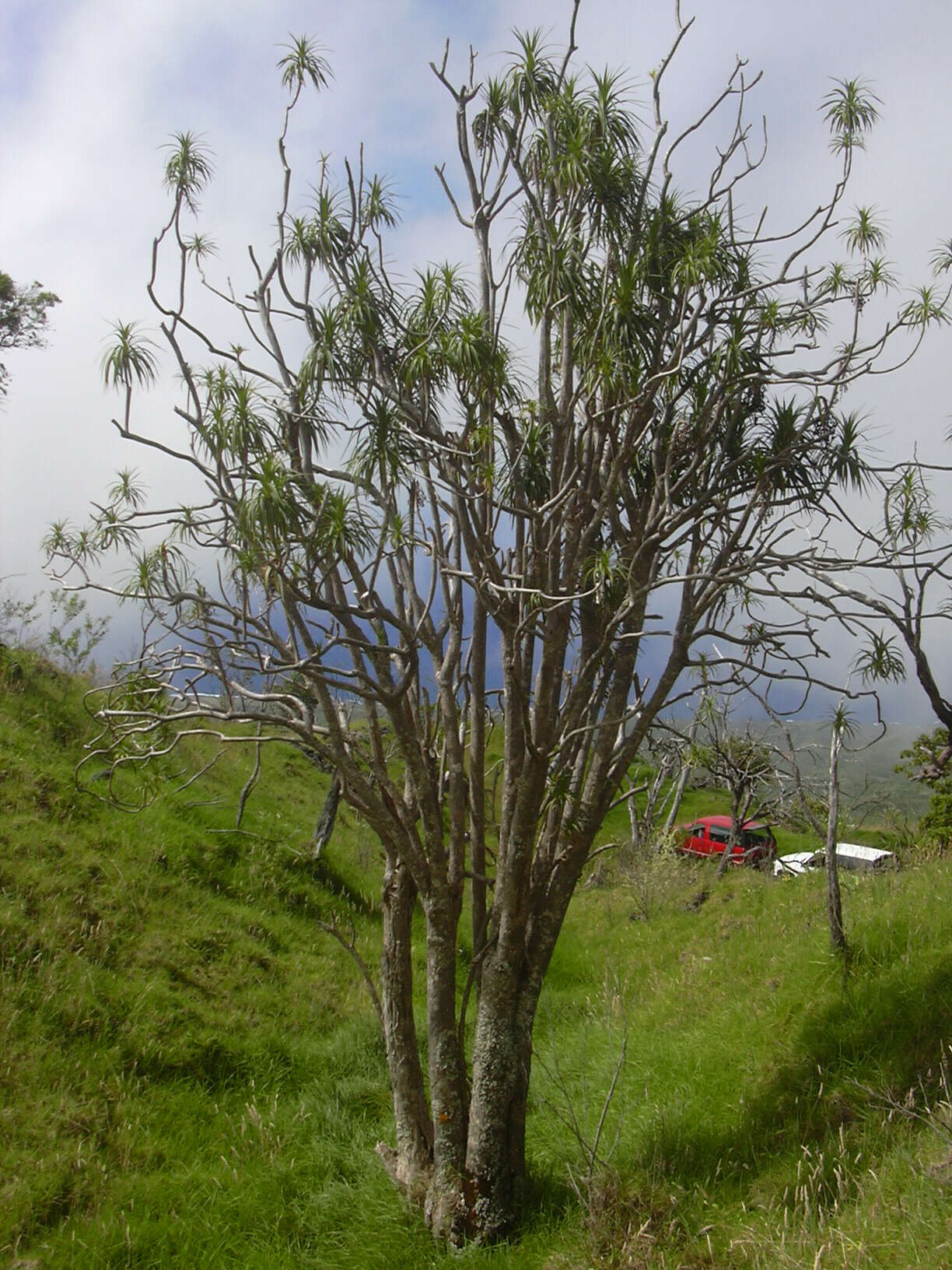 Plancia ëd Dracaena rockii (H. St. John) Jankalski