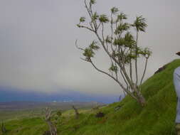 Plancia ëd Dracaena rockii (H. St. John) Jankalski