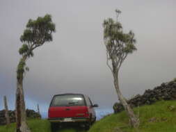 Plancia ëd Dracaena rockii (H. St. John) Jankalski