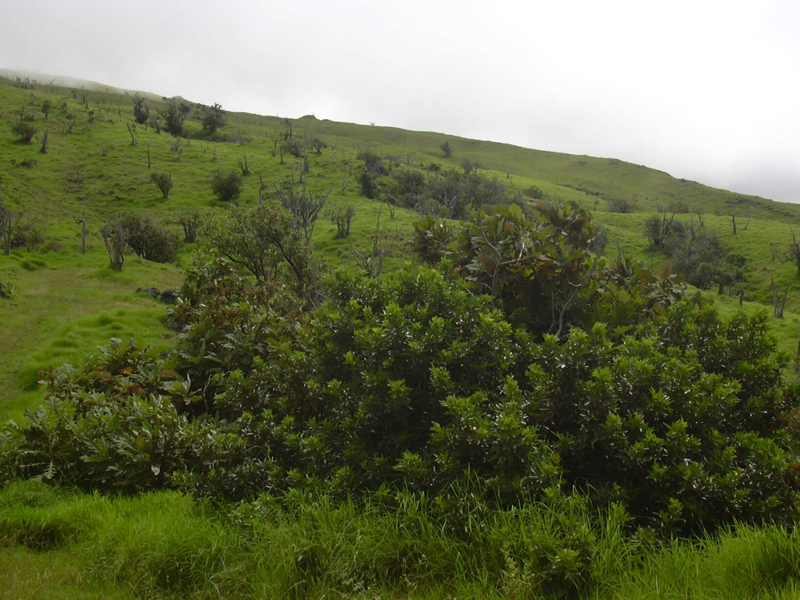 Image of Brazilian Peppertree