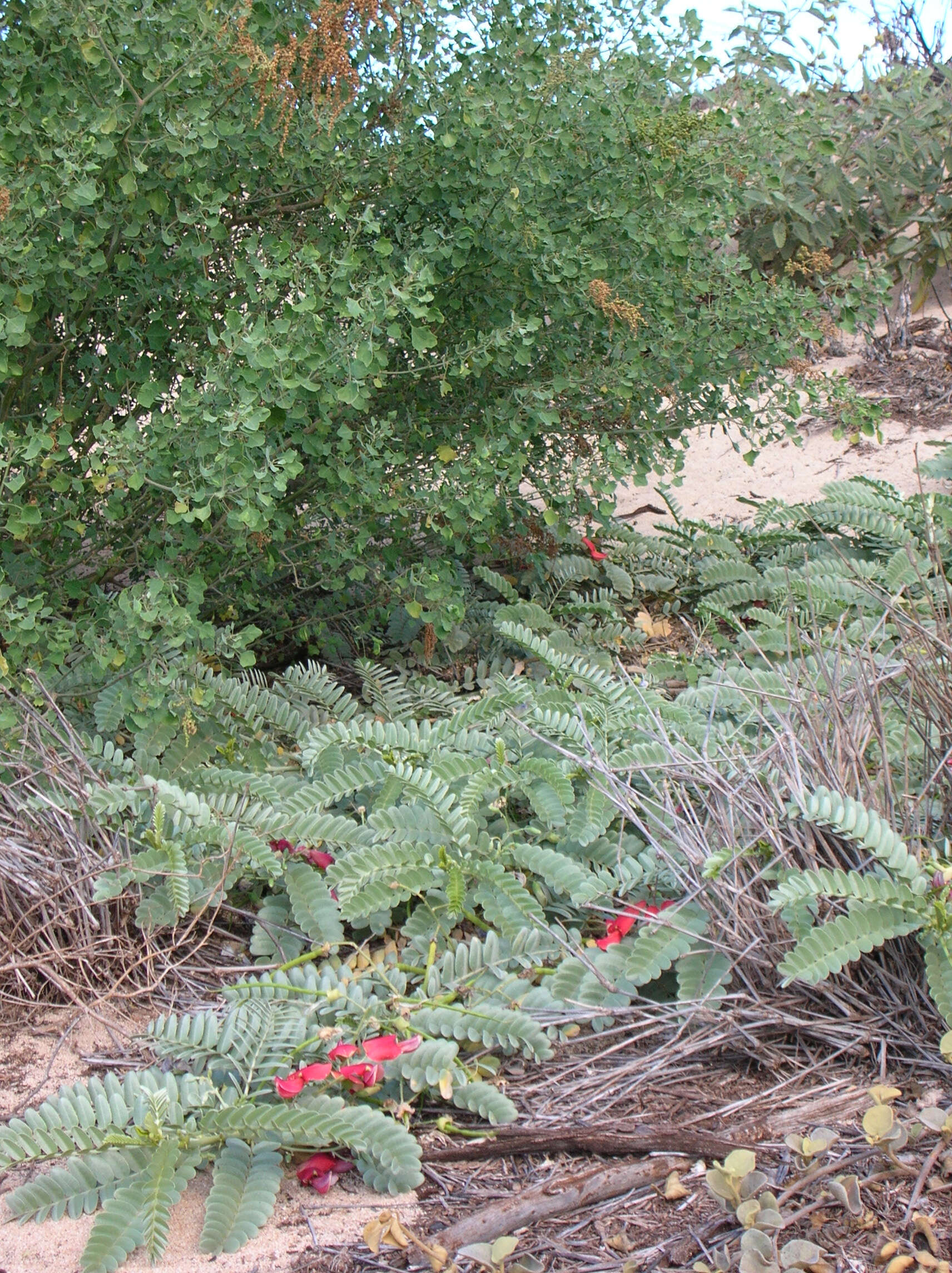 Image of Oahu riverhemp