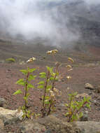 صورة Ageratina adenophora (Spreng.) R. King & H. Rob.