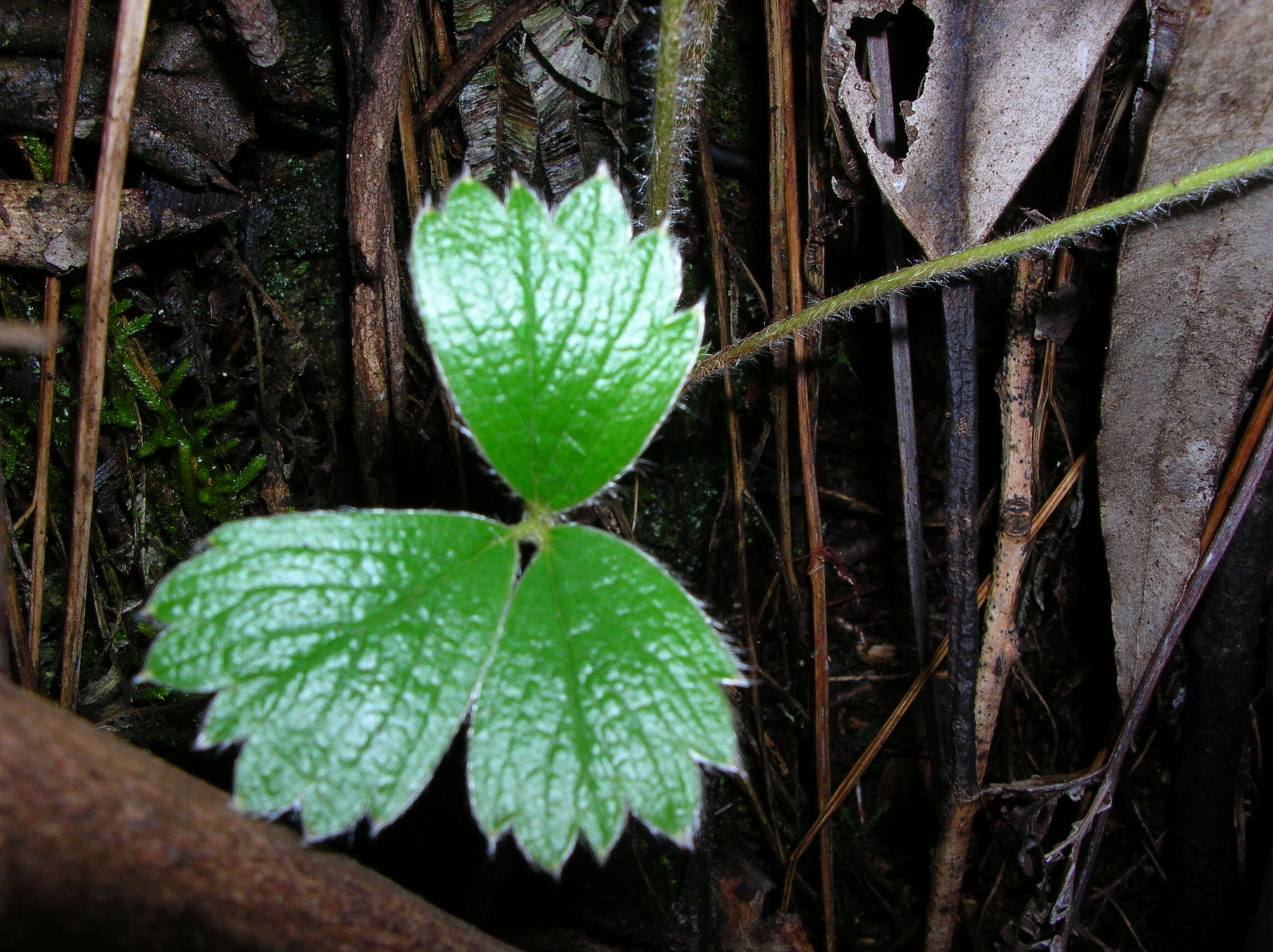 Image of beach strawberry