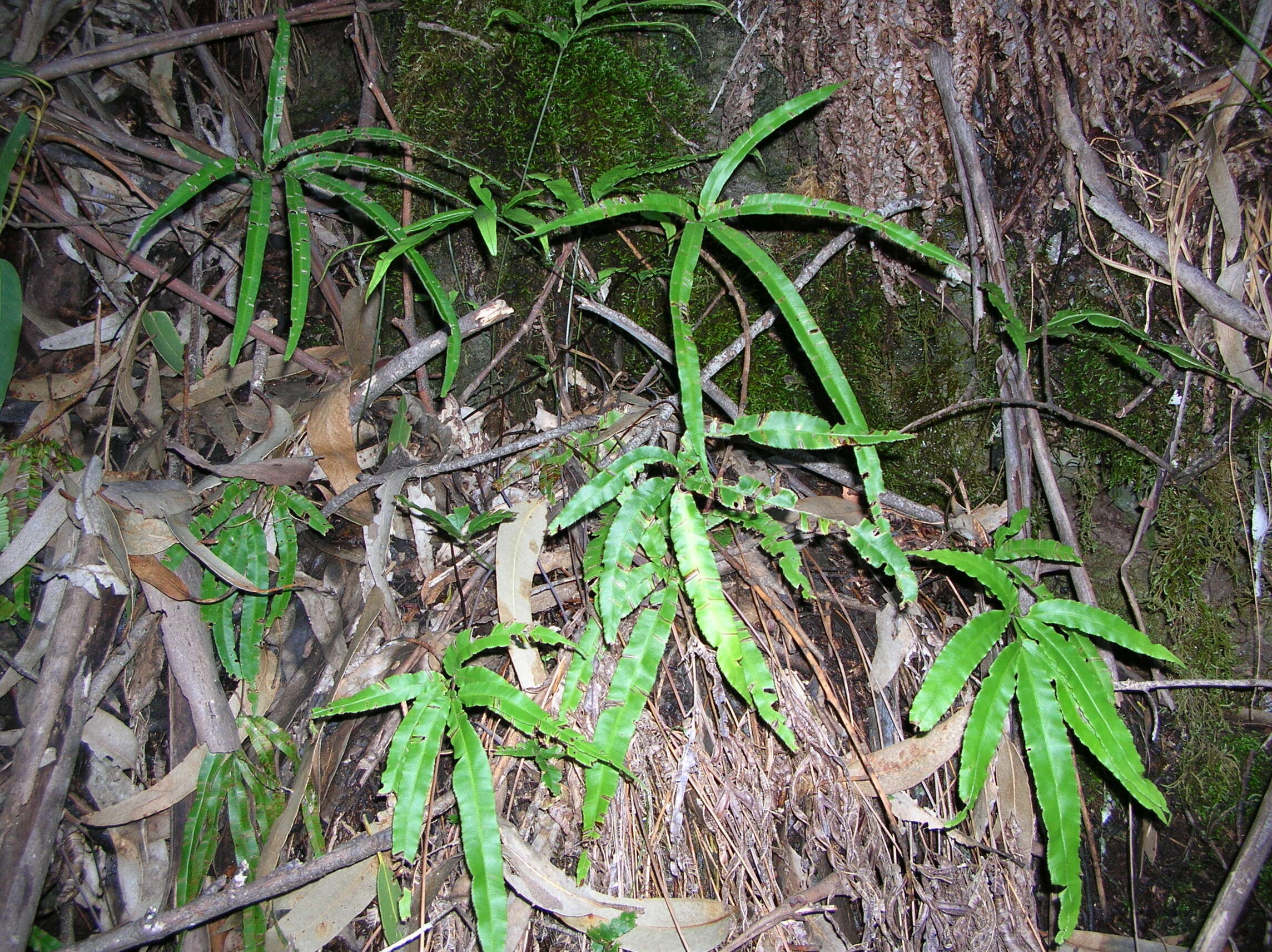 Image of Cretan brake