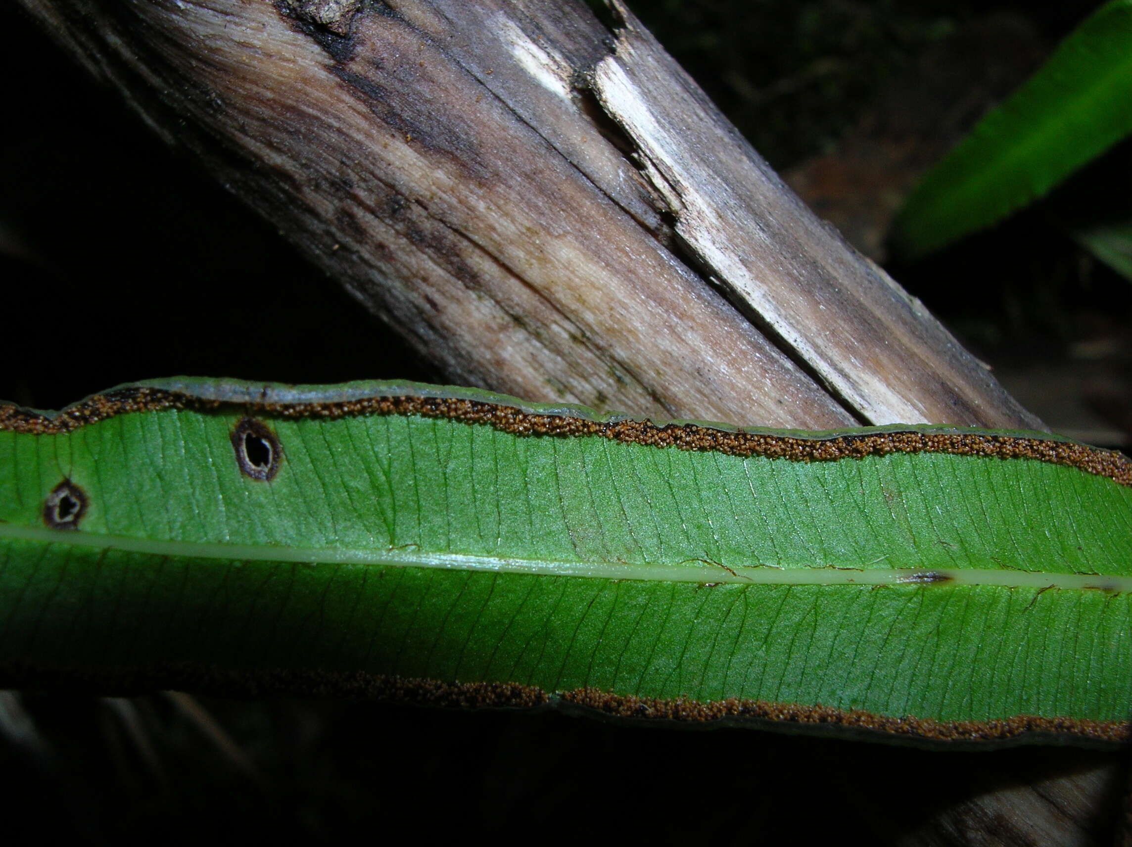 Plancia ëd Pteris cretica L.