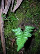 Imagem de Asplenium adiantum-nigrum L.