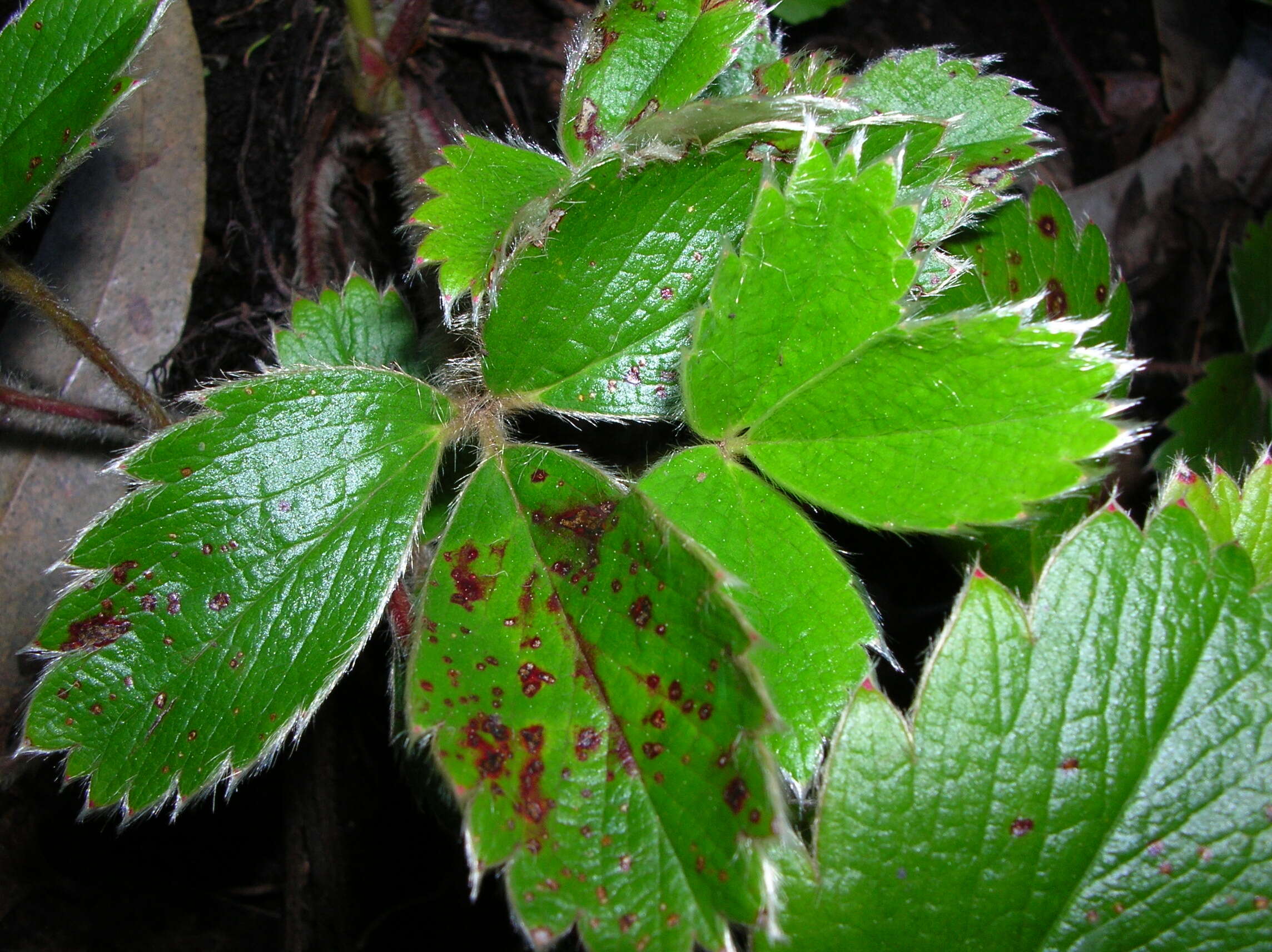 Image of beach strawberry