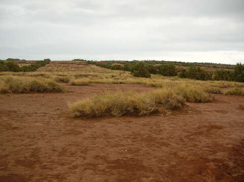 Image of Athel tamarisk