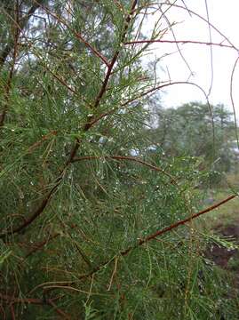 Image of Athel tamarisk