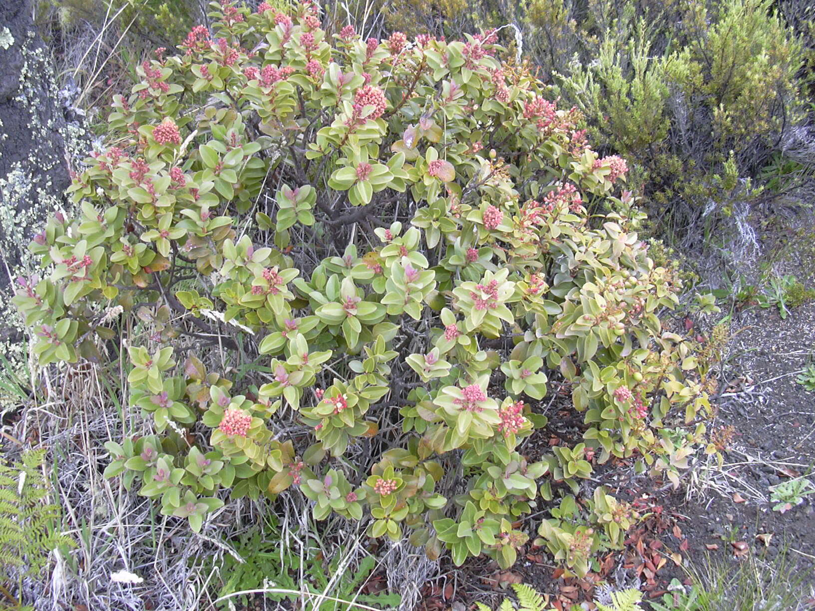 Image of Haleakala sandalwood