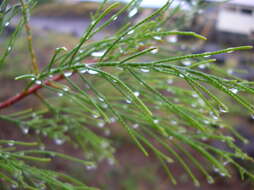 Image of Athel tamarisk