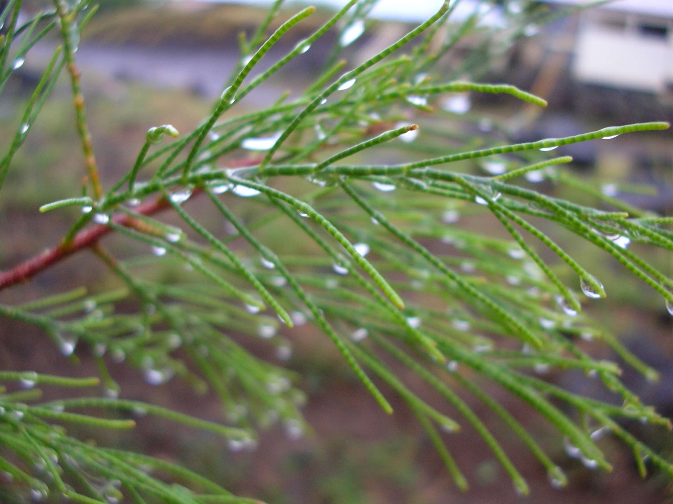 Image of Athel tamarisk