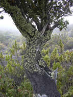 Image of Haleakala sandalwood